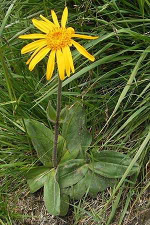 Arnica montana \ Bergwohlverleih, Arnika / Mountain Arnica, A Malta - Tal / Valley 19.7.2010