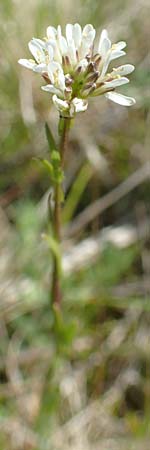 Arabis hirsuta \ Rauhaarige Gnsekresse / Hairy Rock-Cress, A Kärnten/Carinthia, St. Paul im Lavanttal 16.5.2016