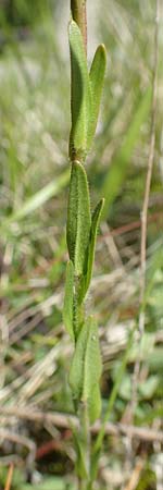 Arabis hirsuta \ Rauhaarige Gnsekresse / Hairy Rock-Cress, A Kärnten/Carinthia, St. Paul im Lavanttal 16.5.2016