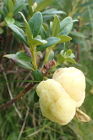 Rhododendron ferrugineum \ Rostblttrige Alpenrose / Alpenrose, A Kärnten/Carinthia, Koralpe 9.8.2016