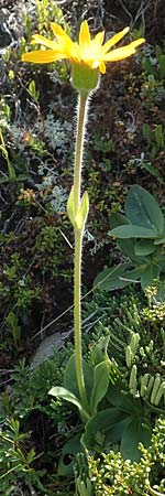 Arnica montana \ Bergwohlverleih, Arnika / Mountain Arnica, A Nockberge, Klomnock 10.7.2019