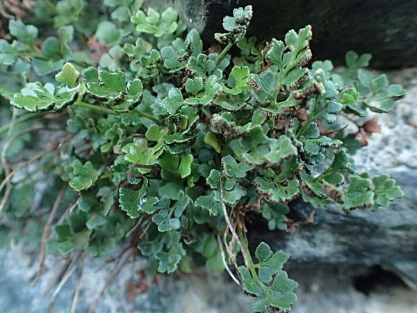 Asplenium ruta-muraria \ Gewhnliche Mauerraute, A Reichenau an der Rax 27.6.2020