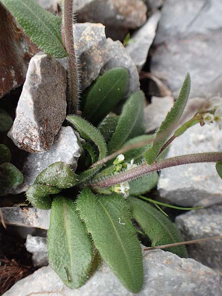 Arabis hirsuta \ Rauhaarige Gnsekresse / Hairy Rock-Cress, A Schneealpe 30.6.2020