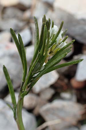 Arabis hirsuta / Hairy Rock-Cress, A Schneealpe 30.6.2020