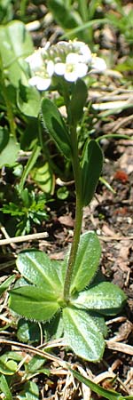 Arabis ciliata \ Doldige Gnsekresse / Rock-Cress, A Lawinenstein 5.7.2020