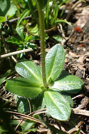 Arabis ciliata \ Doldige Gnsekresse / Rock-Cress, A Lawinenstein 5.7.2020