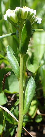 Arabis ciliata \ Doldige Gnsekresse / Rock-Cress, A Lawinenstein 5.7.2020