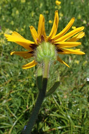 Arnica montana \ Bergwohlverleih, Arnika, A Seetaler Alpen, Zirbitzkogel 28.6.2021