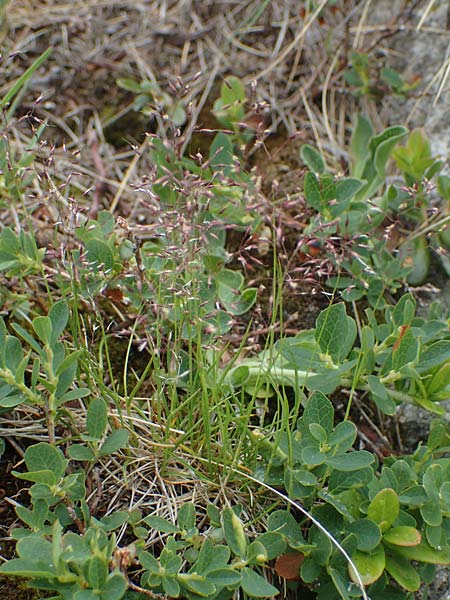 Agrostis rupestris \ Felsen-Straugras, A Seckauer Tauern, Brandstätter Törl 1.7.2021