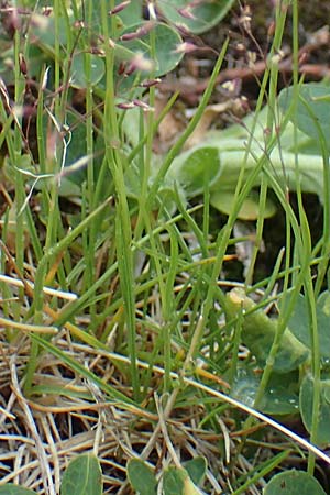 Agrostis rupestris \ Felsen-Straugras, A Seckauer Tauern, Brandstätter Törl 1.7.2021