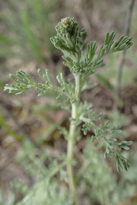 Artemisia austriaca ? \ sterreicher Beifu / Austrian Wormwood, A Seewinkel, Apetlon 8.5.2022
