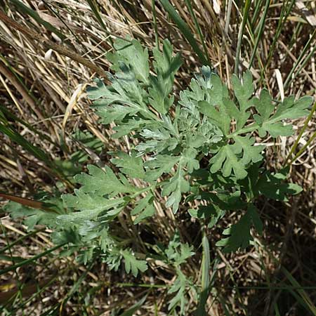 Artemisia absinthium \ Wermut / Wormwood, A Seewinkel, Podersdorf 10.5.2022