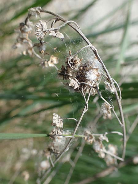 Artemisia absinthium / Wormwood, A Seewinkel, Podersdorf 10.5.2022