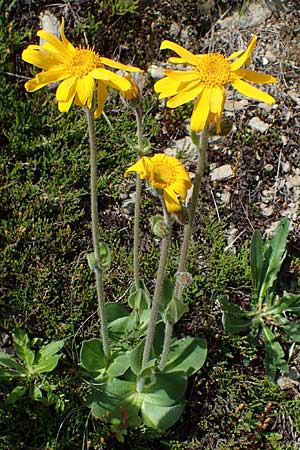 Arnica montana \ Bergwohlverleih, Arnika / Mountain Arnica, A Kärnten/Carinthia, Koralpe 5.7.2023