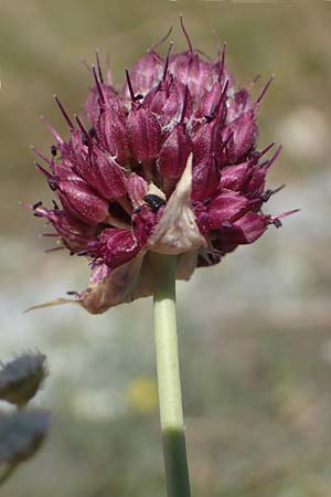 Allium sphaerocephalon \ Kugel-Lauch / Round-Headed Leek, A Hainburg 8.7.2023