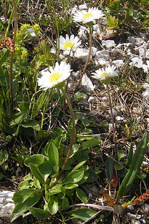 Aster bellidiastrum \ Alpen-Maliebchen / Daisy Star, A Kärnten/Carinthia, Petzen 2.7.2010