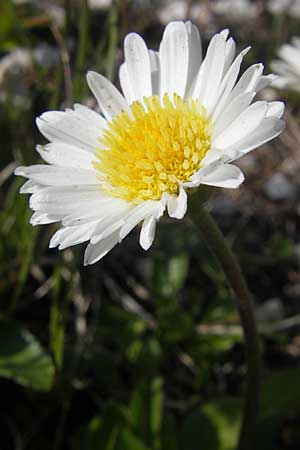 Aster bellidiastrum \ Alpen-Maliebchen / Daisy Star, A Kärnten/Carinthia, Petzen 2.7.2010