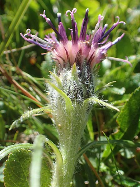 Saussurea pygmaea \ Zwerg-Alpenscharte / Dwarf Saussurea, A Kärnten/Carinthia, Petzen 8.8.2016