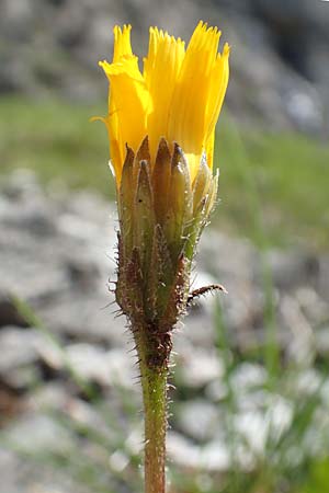 Scorzoneroides montana \ Berg-Schuppenlwenzahn / Mountain Hawkbit, A Dachstein Südwand 7.7.2020