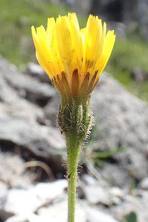 Scorzoneroides montana \ Berg-Schuppenlwenzahn / Mountain Hawkbit, A Dachstein Südwand 7.7.2020