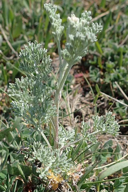 Artemisia absinthium / Wormwood, A Seewinkel, Podersdorf 9.5.2022