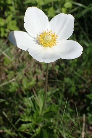 Anemone sylvestris / Snowdrop Anemone, A Hainburg 14.5.2022