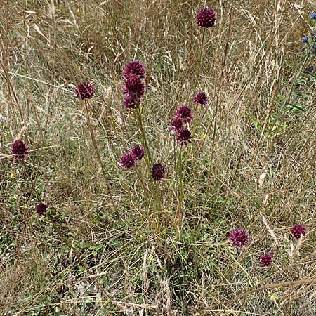 Allium sphaerocephalon \ Kugel-Lauch / Round-Headed Leek, A Hainburg 8.7.2023