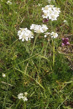 Achillea atrata \ Schwarzrandige Schafgarbe, A Kärnten, Petzen 2.7.2010