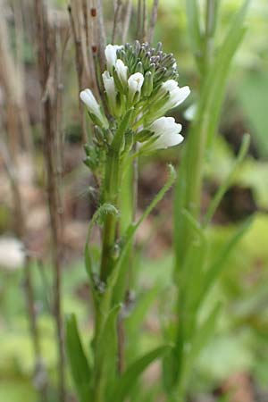 Arabis sagittata \ Pfeilblatt-Gnsekresse / Arrow-Leaved Rock-Cress, A Kärnten/Carinthia, St. Paul im Lavanttal 16.5.2016