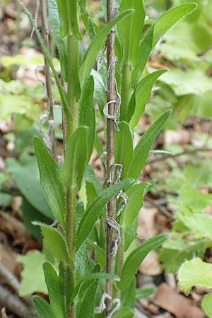 Arabis sagittata \ Pfeilblatt-Gnsekresse, A Kärnten, St. Paul im Lavanttal 16.5.2016