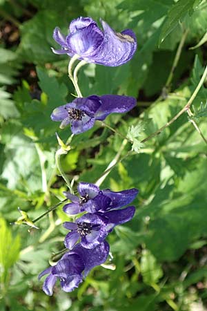 Aconitum variegatum \ Gescheckter Eisenhut / Manchurian Monk's-Hood, Variegated Monk's-Hood, A Kärnten/Carinthia, Tscheppa - Schlucht / Gorge 20.8.2016