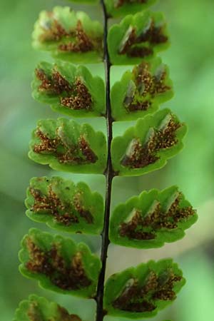 Asplenium trichomanes subsp. trichomanes \ Silikatliebender Brauner Streifenfarn, A Kraubath (Mur) 27.6.2021