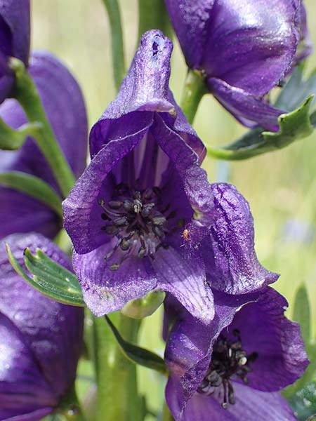 Aconitum tauricum \ Tauern-Eisenhut / Tauern Monk's-Hood, A Seckauer Tauern, Brandstätter Törl 27.7.2021