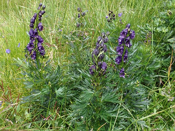 Aconitum tauricum \ Tauern-Eisenhut / Tauern Monk's-Hood, A Seckauer Tauern, Brandstätter Törl 27.7.2021