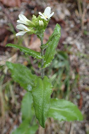 Arabis turrita \ Turm-Gnsekresse / Tower Cress, A Türnitz 6.5.2022