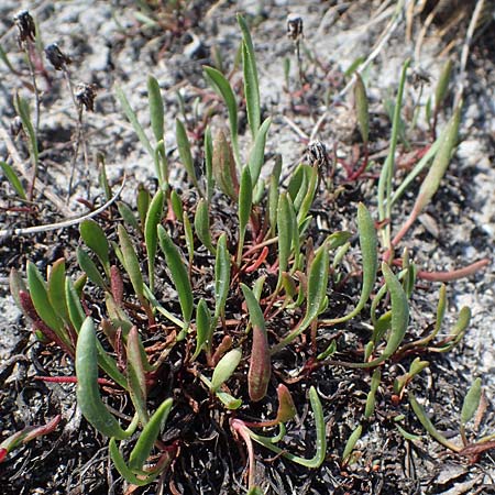 Tripolium pannonicum subsp. pannonicum \ Meer-Aster, Strand-Aster, A Seewinkel, Podersdorf 10.5.2012