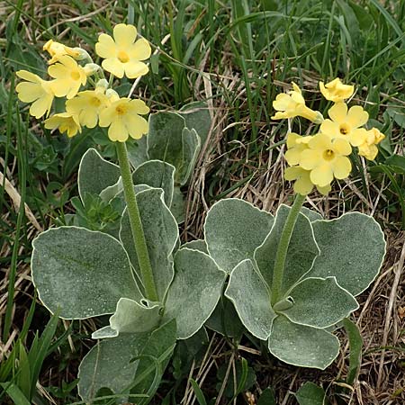 Primula auricula / Auricula, A Trenchtling 3.7.2019