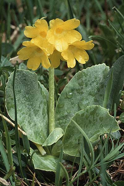 Primula auricula / Auricula, A Hahntennjoch 15.7.1987