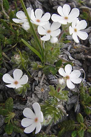 Androsace villosa \ Zottiger Mannsschild / Wooly Rock Jasmine, A Kärnten/Carinthia, Petzen 2.7.2010