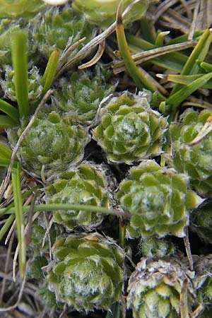 Androsace villosa \ Zottiger Mannsschild / Wooly Rock Jasmine, A Kärnten/Carinthia, Petzen 2.7.2010