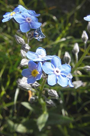 Myosotis alpestris \ Alpen-Vergissmeinnicht, A Dachstein 20.7.2010