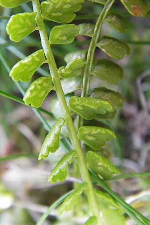 Asplenium viride \ Grnstieliger Streifenfarn / Green Spleenwort, A Dachstein 20.7.2010