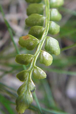 Asplenium viride \ Grnstieliger Streifenfarn, A Dachstein 20.7.2010