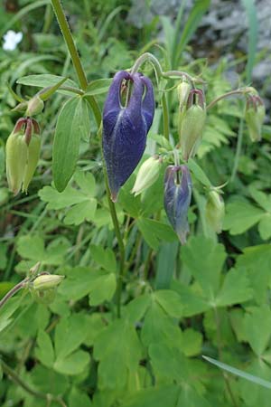 Aquilegia vulgaris \ Gemeine Akelei / Columbine, A Kärnten/Carinthia, Gallizien 18.5.2016