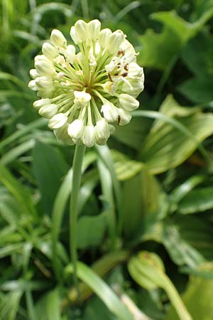 Allium victorialis \ Allermannsharnisch, A Pusterwald, Eiskar 1.7.2019