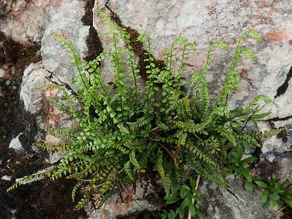 Asplenium viride \ Grnstieliger Streifenfarn / Green Spleenwort, A Schneealpe 30.6.2020