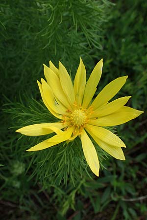 Adonis vernalis \ Frhlings-Adonisrschen / Spring Pheasant's Eye, A Perchtoldsdorf 7.5.2022