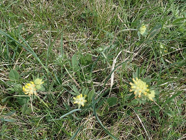 Anthyllis vulneraria subsp. polyphylla \ Steppen-Wundklee, Ungarischer Wundklee, A Seewinkel, Apetlon 8.5.2022