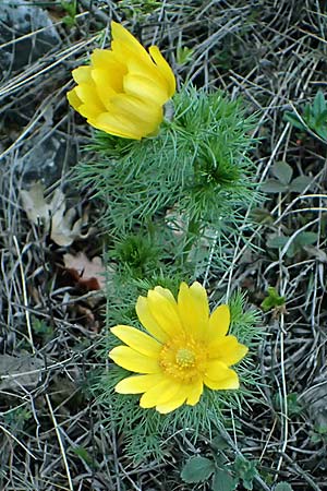 Adonis vernalis \ Frhlings-Adonisrschen / Spring Pheasant's Eye, A Hainburg 2.4.2023