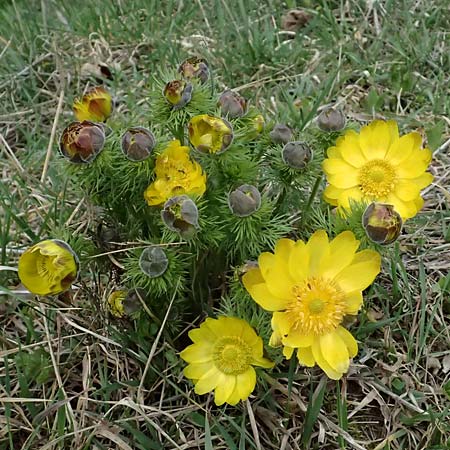 Adonis vernalis \ Frhlings-Adonisrschen / Spring Pheasant's Eye, A Wien-Floridsdorf 6.3.2024